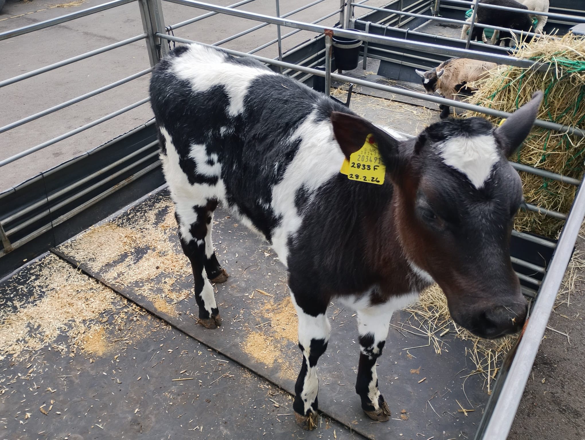 ./Peps_1776798554978